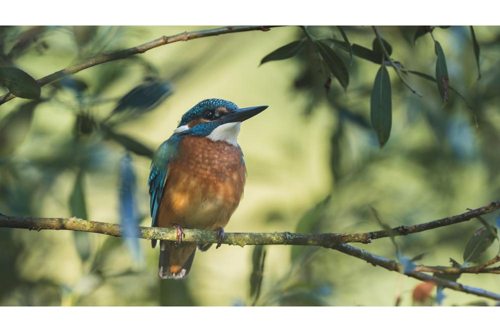Naturnahe Fl&uuml;sse: Lebensr&auml;ume entwickeln und Resilienz st&auml;rken